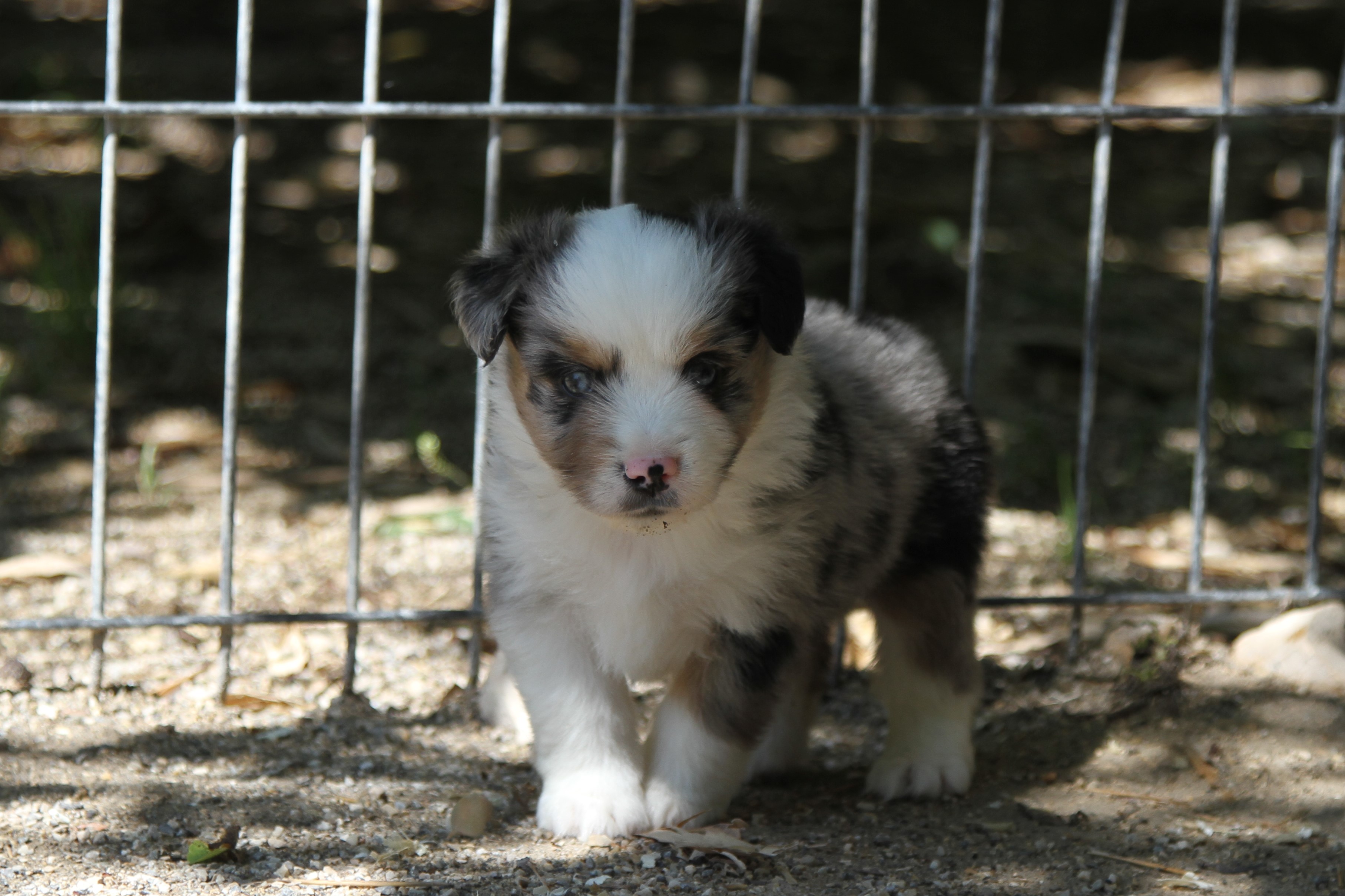 Nouvelles Photos des chiots de Piper et Thorin