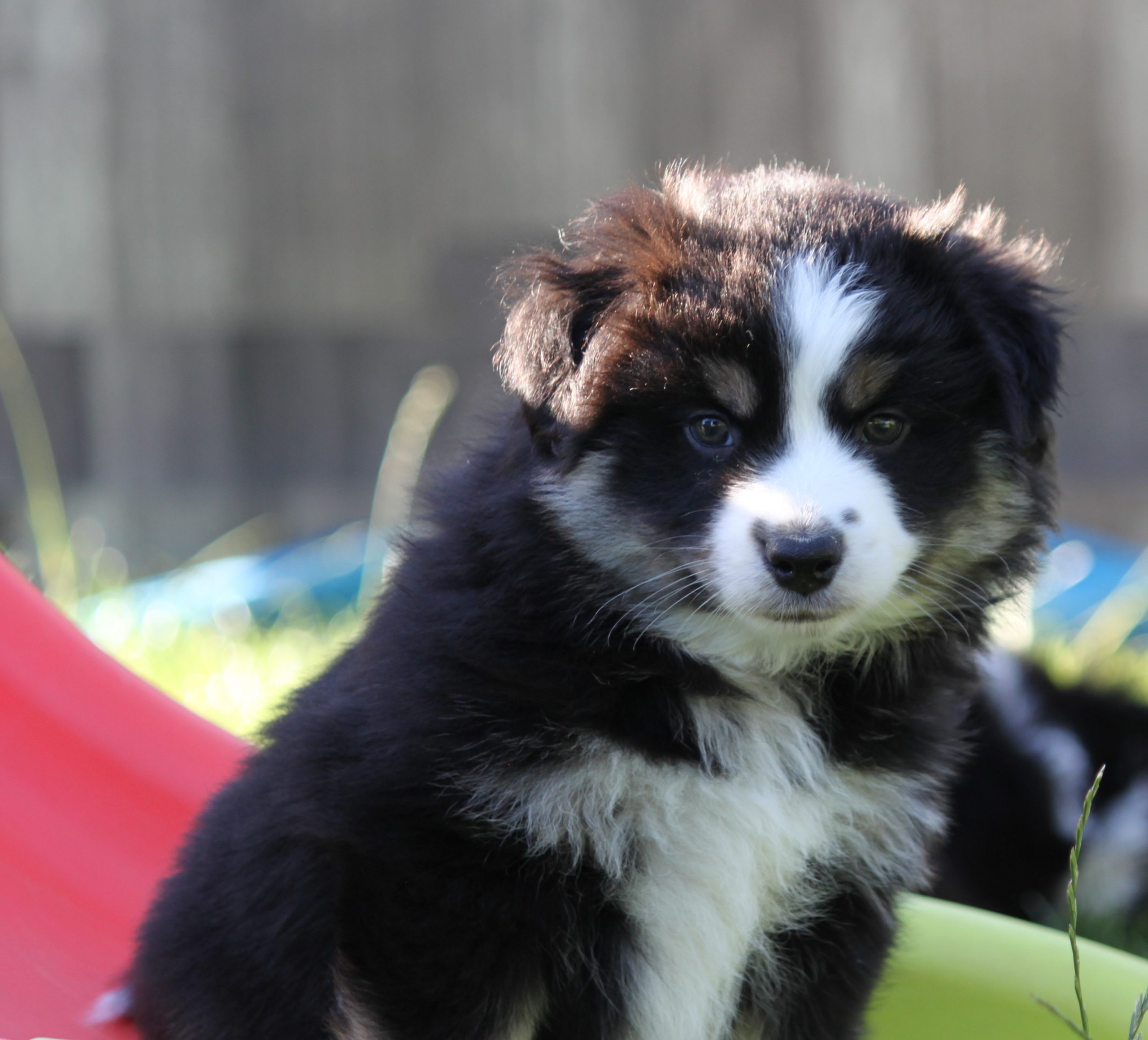 Nouvelles photos des chiots de Rain à 7 semaines