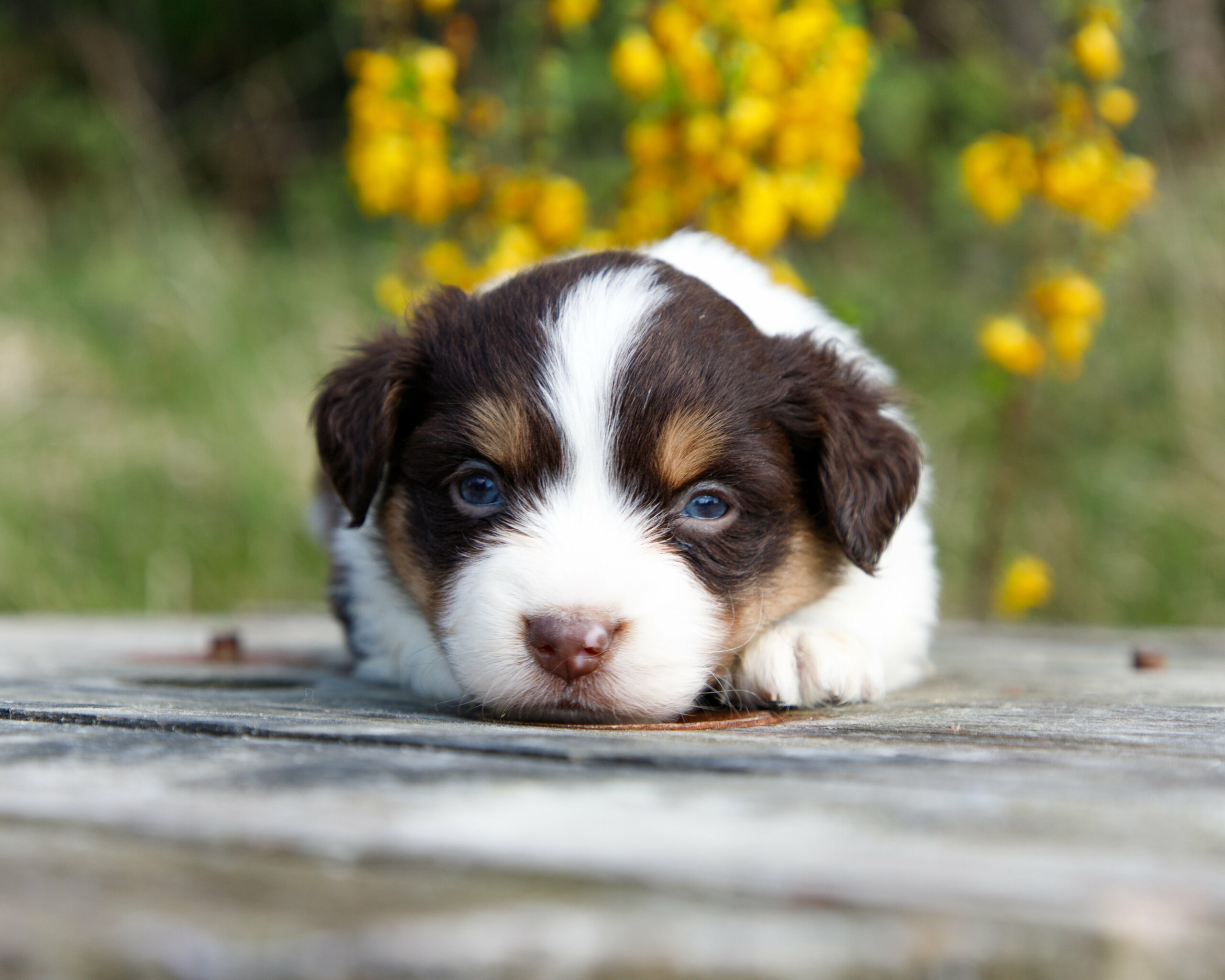 Nouvelles photos des chiots de Daenerys et Lustucru