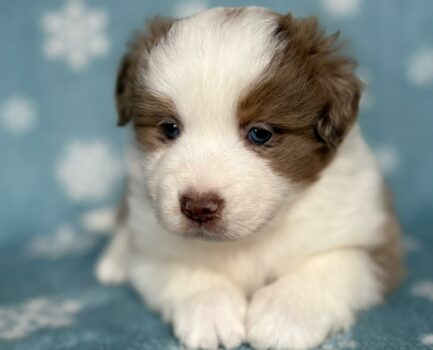 Des chiots Disponibles pour le début d&rsquo;année 2026