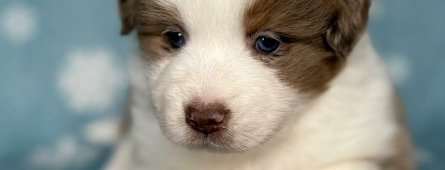 Des chiots Disponibles pour le début d&rsquo;année 2026